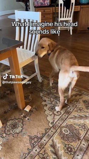 Dog's Favorite Toy: Funny Puppet Moments