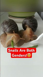Snails Are Actually Both Male And Female