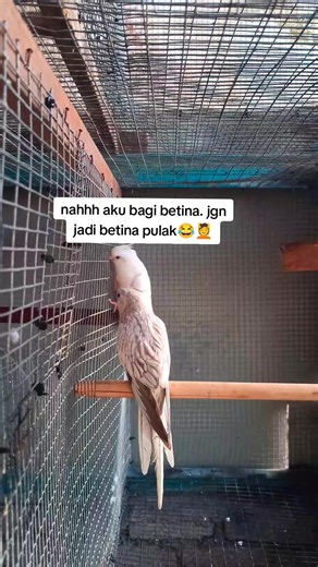 Caring for Your Cockatiel: Tips and Insights