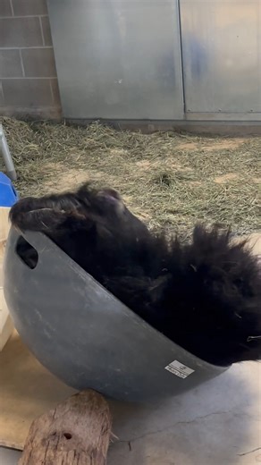 We're back with one last video for our "What The Animals Do When We Aren't Looking" mini-series. Here's an #InsideLook at Zaara having a blast in her bowl toy rocking around. She's just as silly behind-the-scenes as she is on habitat!🤣 📸: ZCS Jessica | Fresno Chaffee Zoo