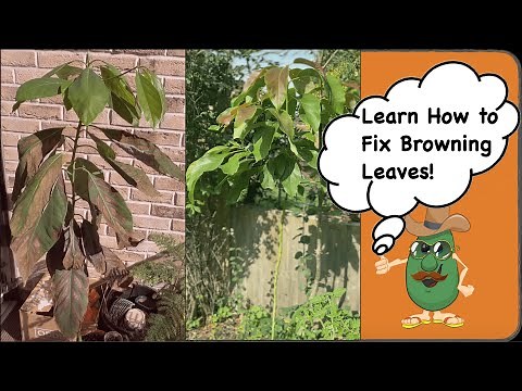 Avocado Leaves Turning Brown - [How to stop them curling and falling off]