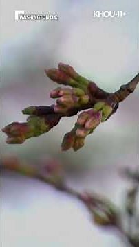 Cherry blossoms bloom in Washington, D.C.