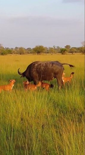 Pack of Dholes vs Massive Water Buffalo! | Brutal India Wildlife Fight 🐕🐃