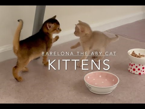 Baby Abyssinian kitten zoomies 🤪 Learning to walk and play