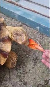 Why the Tortoise Is the Easiest Pet to Take Care Of 🐢.