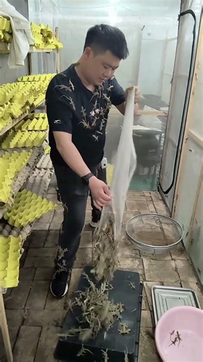 🌿🦎 Rare Gecko Farming + Traditional Chinese Medicine Farm Tour! 😱✨ #reptiles #gecko #animals