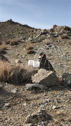 Mountain Chukar Partridges Fighting