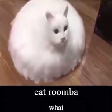 Cat roomba.. what?! | Funny cat viral meme TikTok compilation 2020 short meme | Humorous cat meme