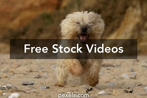 Animal Run Videos, Download The BEST Free 4k Stock Video Footage & Animal Run HD Video Clips