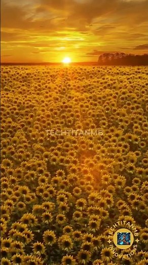 🌅 Stunning Sunflower Field at Sunset 🌻 | Relaxing Nature Scenery in 4K #Shorts