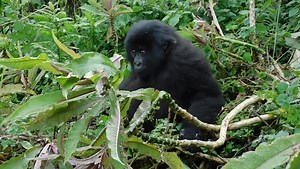 2-year old Bisoke from Ntambara's group is just sooo curious! Look at him trying so hard to figure out what’s going on 😂 📸: Honorine Ihimbazwe | Dian Fossey Gorilla Fund