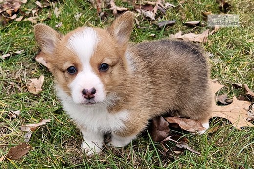 Ophelia - Pembroke Welsh Corgi Puppy D22F8B