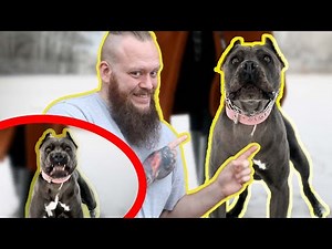 AGGRESSIVE CANE CORSO Must Be Stopped Attacking Other Dogs and People!