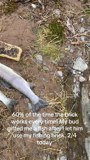 #steelhead #april #spring #michigan #yooper Didn’t catch a fish until the brick was dropped…. 60% of the time it works every time!!! Its science