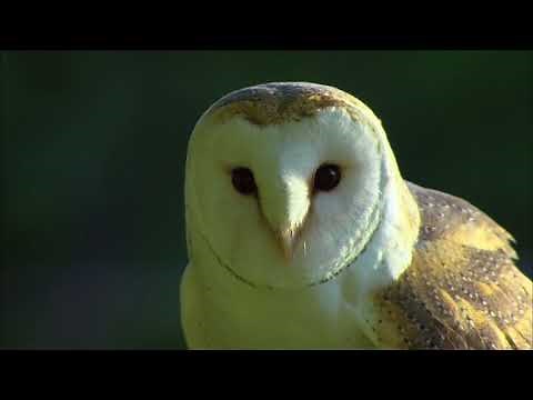 OWL'S ODYSSEY || Full Documentary - HD 1080pi.