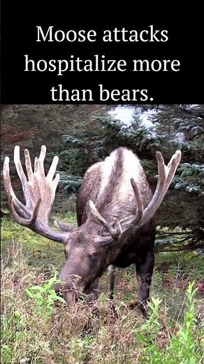 Moose attacks hurt more than bears