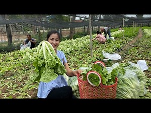 Taiwan Bok Choy Farm In My Village / 2 Recipes With Taiwan Bok Choy / By Countryside Life TV