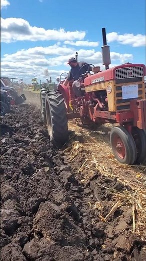 International 560 and Farmall M Tandem Plowing at the Half Century of Progress Show '25 #farming