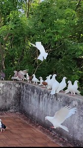 After a break of two years, I am setting up my pigeon loft again 🕊️ The loft has been empty, but the passion remains strong. This video shows the beginning of a fresh start with proper care. #PigeonLoft #PigeonFarming #PigeonSetup #PigeonLovers #BirdCare | Life Of Venu