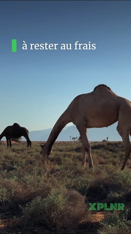 Le mythe du chameau : ce qu'il y a vraiment dans sa bosse