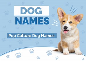 100  Pop Culture Dog Names: Trendy, Unique & Relevant Ideas | Hepper Pet Resources