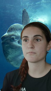 Meet the Mola Mola! These fascinating fish have a unique spa day routine—basking at the ocean’s surface so seagulls can feast on the parasites from their skin! It’s a win-win: Mola Molas get a clean-up, and seagulls get a snack!Learn from our collaborator at Universitat de Valencia and their unique insights into the Mola Mola’s behavior and role in the marine ecosystem. #OCEARCH #MolaMola #Sunfish #MoonFish #OceanFacts #MarineLife #OceanBuddies #SeaLife #FishAreCool | OCEARCH