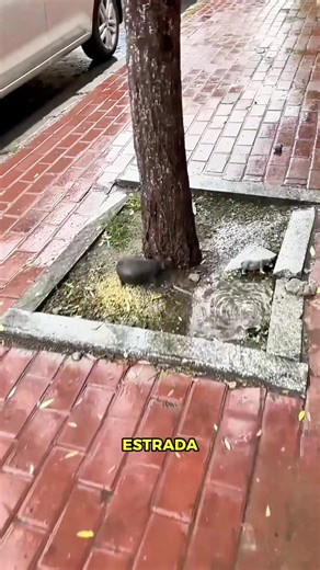 Um Casal e Seu Pequeno Hipopótamo de Estimação