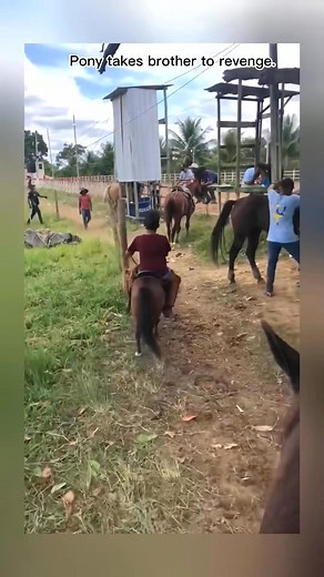 247K views · 1.7K reactions | #32 arrogant pony.#horse #fyp #lovehorses #training #ride #funny#HorseLove #HorseFamily #HorseLife #FoalFirstDay #MagicalMoments #HorseBirth #CuteFoal #HorseCare #EquineJoy #HorseMotherhood #horsemagic | Horse Area | Facebook