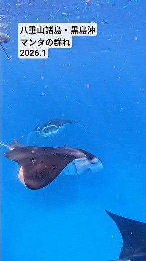 【石垣島】黒島沖・マンタの群れ #ocean #海の生き物