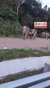 疑似一群逃学的婆罗洲小象半路被拦截，全员被迫原地返程 来源摘自：hamdisayuti79 | 馬來西亞华侨日报 - Overseas Chinese Daily News