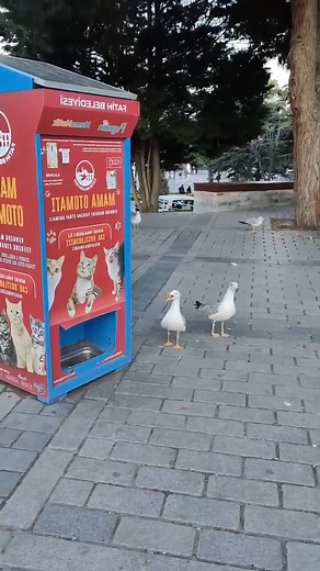 Rasim Baylan on Instagram: "An intelligent seagull bird imitating cat sounds in front of a cat machine. An astonishing incident occurred in Istanbul, Türkiye. A seagull imitates a cat and makes cat sounds to find food. Seagulls are intelligent animals #seagull #birds #birdlovers #seagulls #turkey #istanbul #istanbulseagulls #cat #cleveranimals #intellegent #nature #animals #animallover"