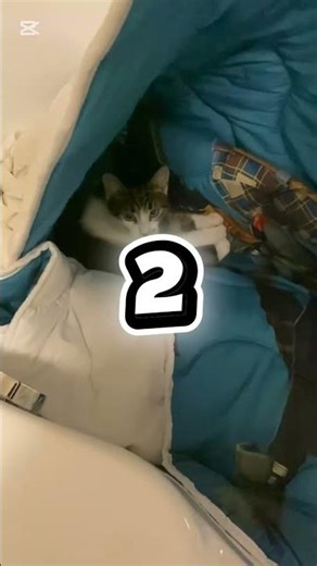 #cat#cica#macska#vicces#funnycats#funny#fun#1or2