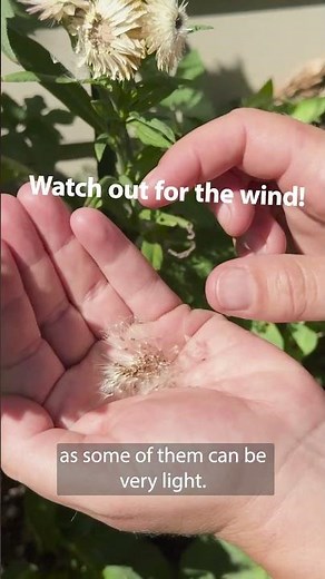 How to Harvest Seeds from Old Flowers | Mitre 10 Easy As Garden