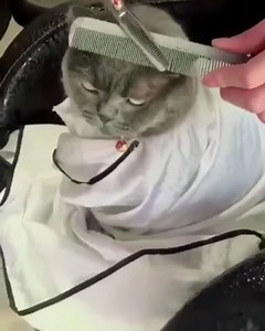 74K views · 776 reactions | When the barber cut your hair too short but there's nothing you can do about it | Memes. | Facebook