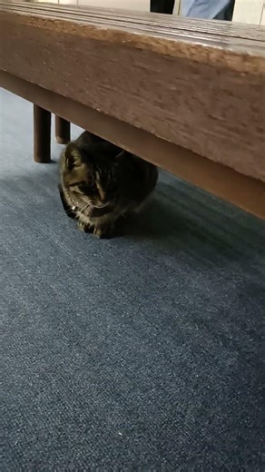 ちび
