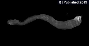 What’s Pink and Pinstriped and Digests Wood? This New Shipworm