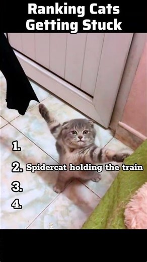 😼🪤 Ranking Cats Getting Stuck