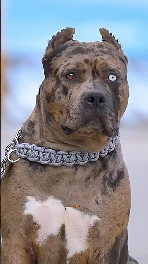 American Bully XL: Big, Bold & Full of Love #shortvideo #viralshorts #americanbully #bullybreed #dog
