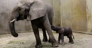 Indy Zoo welcomes African Elephant calf on Labor Day