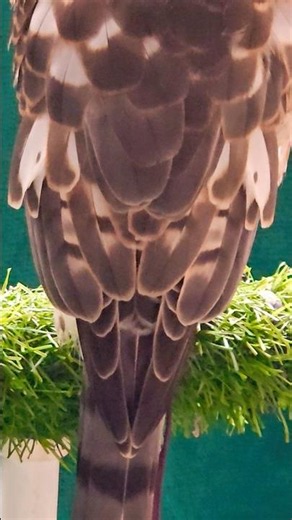 Shikra : Rear view.