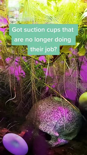 Renew your Suction Cups with These Easy Fixes