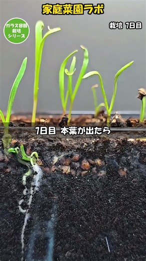 【ほうれん草】15日で穫れる🥬 深い容器と種だけでOK