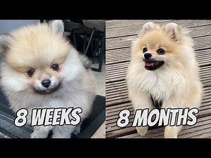 POMERANIAN PUPPY GROWING UP - 8 WEEKS TO 8 MONTHS