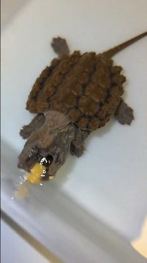 Alligator snapping turtle #French snapping turtle #Turtlekeeping routine