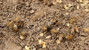 Bees Fight On Ground Stock Footage Video (100% Royalty-free) 29049118 | Shutterstock
