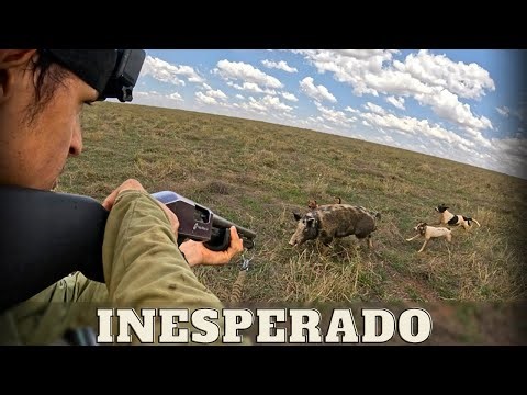 Facing Danger | Wild Boar Brazil