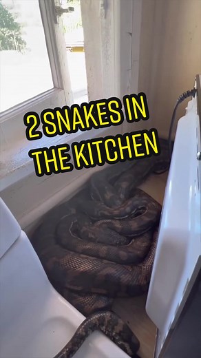 2 SNAKES IN THE KITCHEN 😯 #coastalcarpetpython #reptile #snakecatcher #snake #wildlife #sunshinecoast #sunshinecoastsnakecatchers #nature