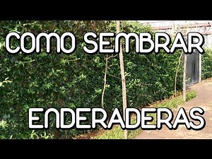 How to grow climbing plants