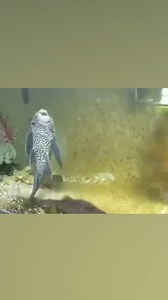 390K views · 8.3K reactions | It's like a fishy Roomba.  | Ozzy Man Reviews | Facebook