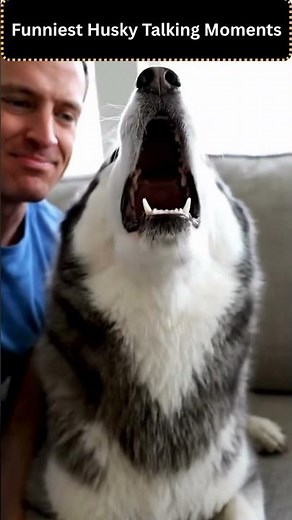 Funniest Husky Talking Moments #dogs #dogcompilation #viral